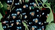 In palestra con il ribes nero...