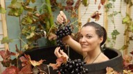 I benefici dell'uva: La Vinoterapia