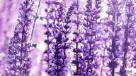 Cellulite, rughe... ci pensa la lavanda!