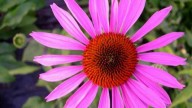 Echinacea per rafforzare il sistema immunitario e...