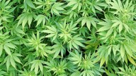 La Marijuana in grado di prevenire il diabete?