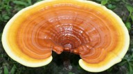 S.O.S salute: dall'Oriente il fungo rosso