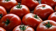 Pomodoro alleato contro il cancro al seno