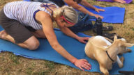 Dagli Usa, yoga in fattoria con le caprette!