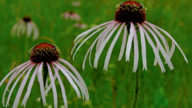 Cellulite addio con l'echinacea pallida