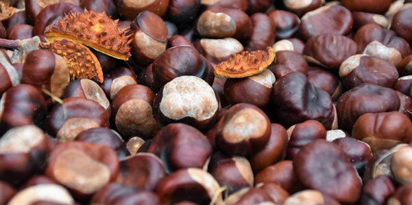 Perché le castagne sono la frutta secca da mangiare adesso